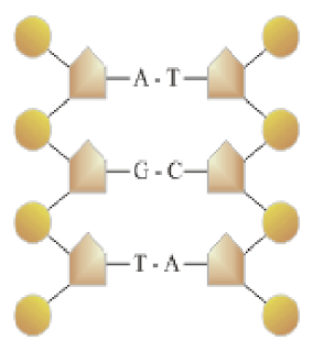 nukleotida menyusun dna